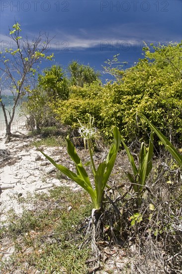 Swamp Lily