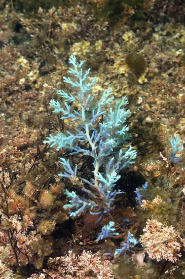 Magic seaweed