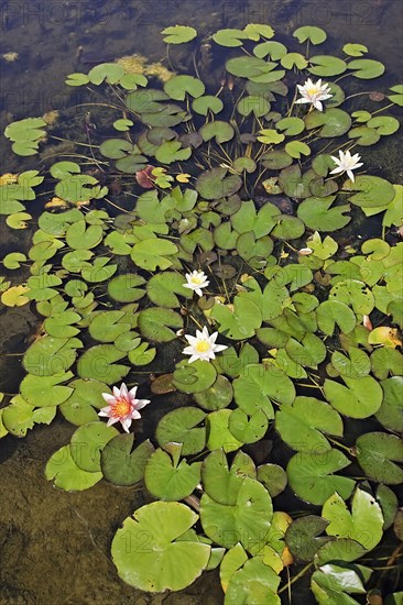 Ornamental water lily