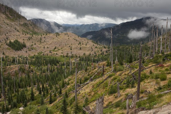 View of burnt coniferous forest habitat