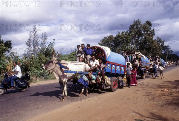 Children going to school in a bullock carts at Coimbatore