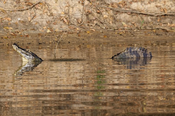 Yacare caiman