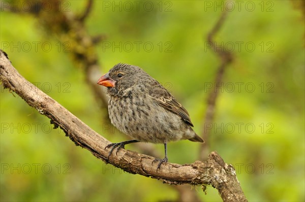 Woodpecker Finch