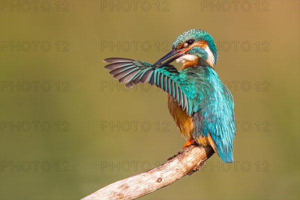 Kingfisher