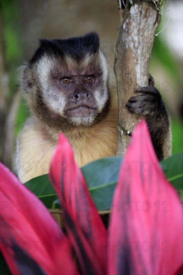 Tufted capuchin