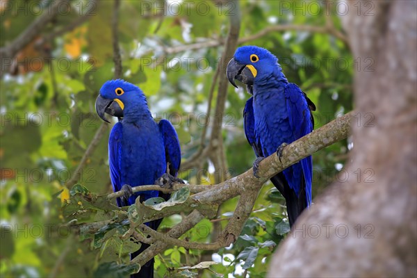 Blue macaw