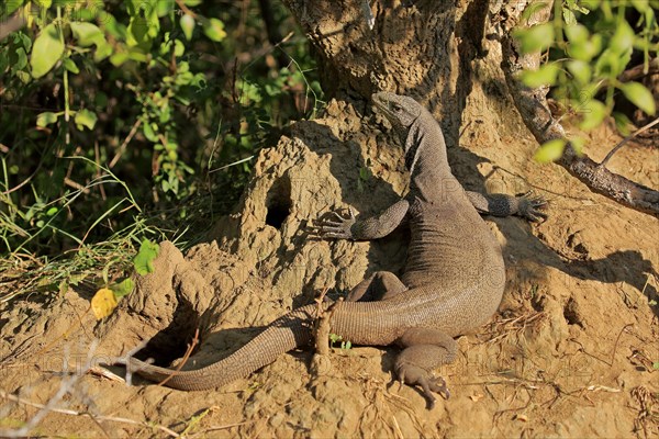 Bengal bengal monitor