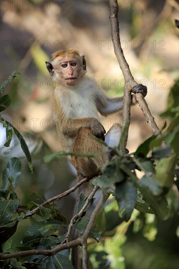 Toque macaque