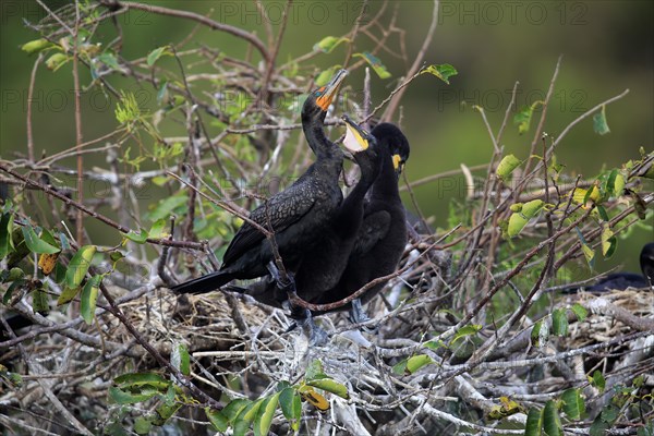 Olivaceous cormorant