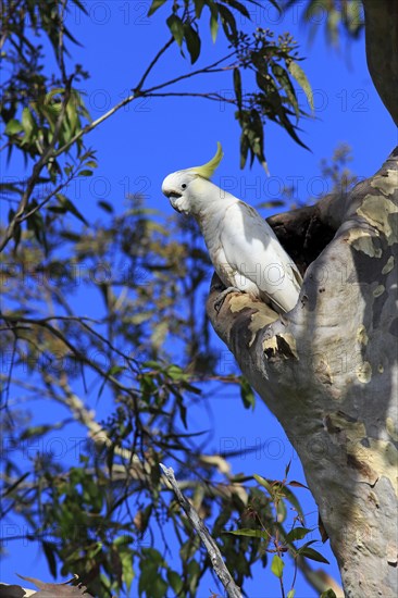 Sulphur-crested cockatoo