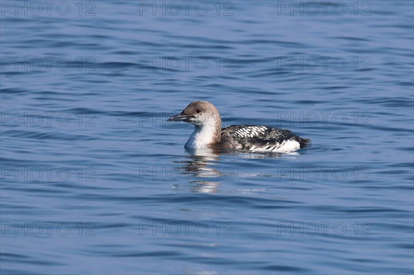 Black-throated loon