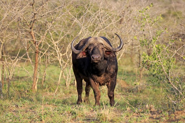 African buffalo