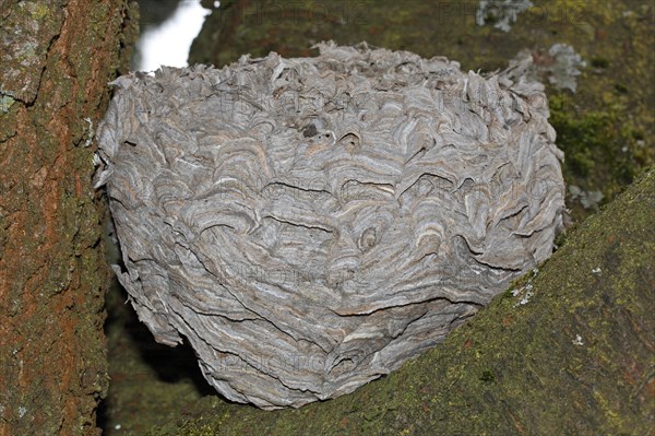 Wasps' nest