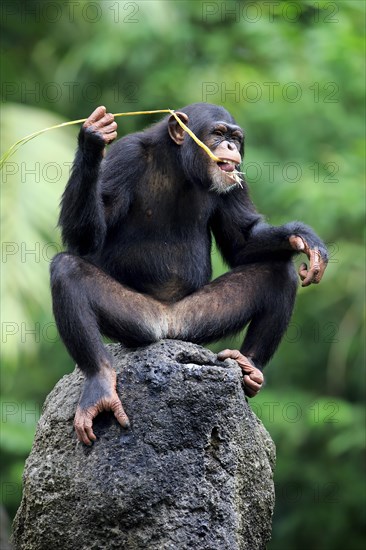 Chimpanzee