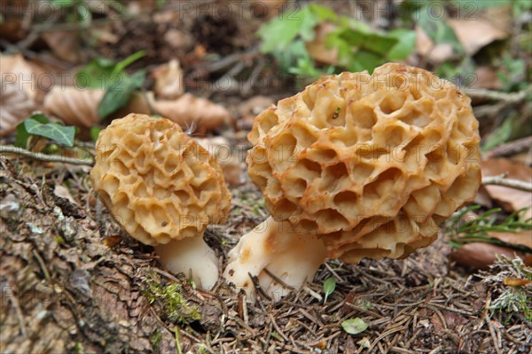 Edible morel