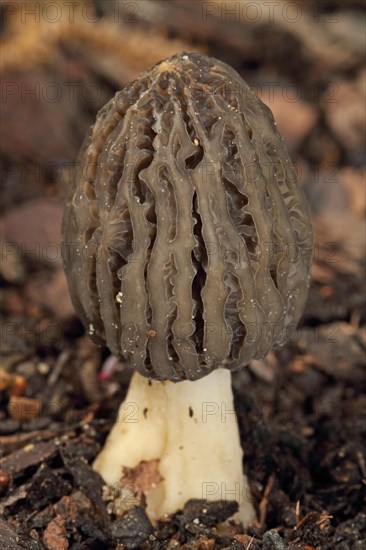 Cone-shaped morel