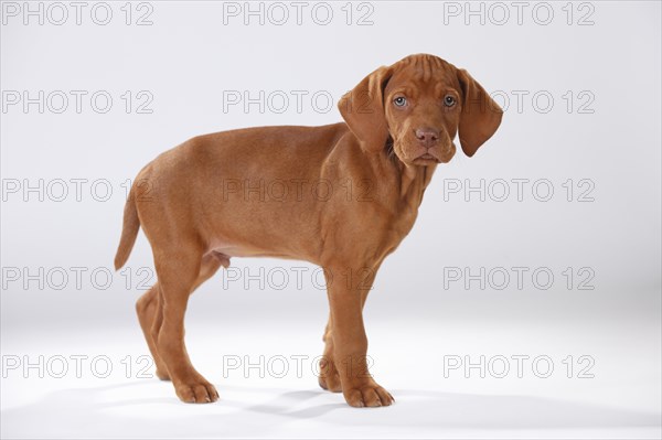 Shorthaired Hungarian Pointing Dog