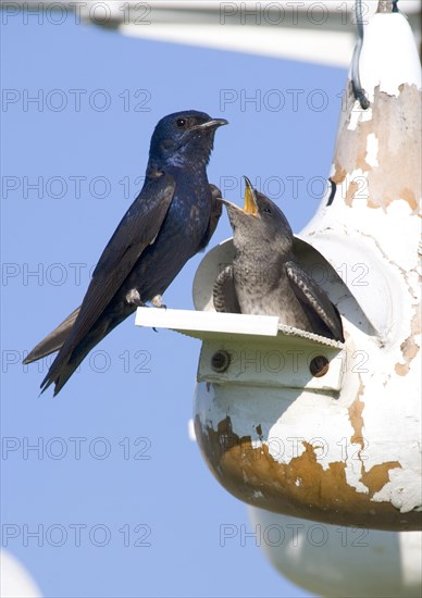 Purple martin