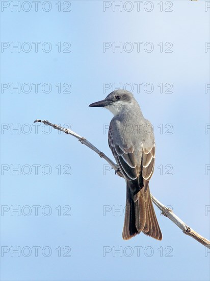 Gray kingbird