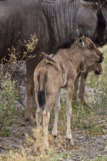 Yellow-billed oxpecker on the back of a wildebeest calf