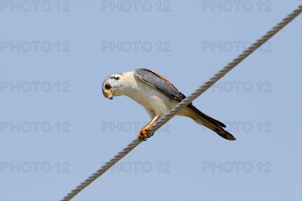 American Common Kestrel