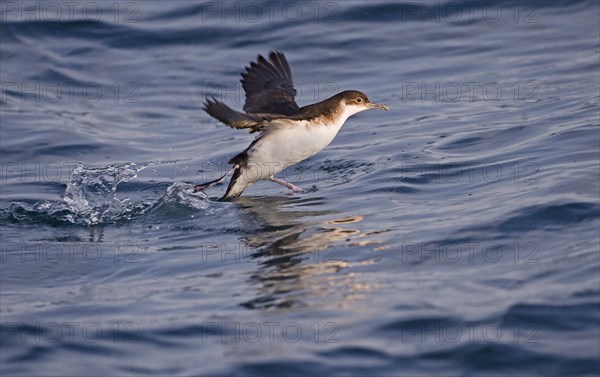 Manx Shearwater