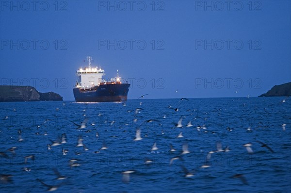 Manx Shearwater