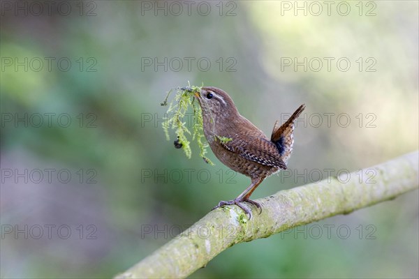 Winter Wren