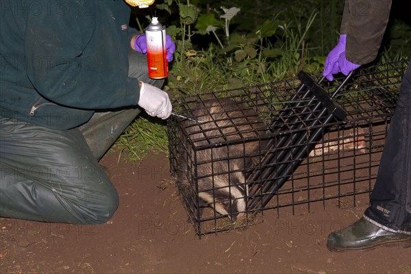 Eurasian Badger