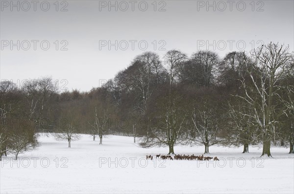 Red deer