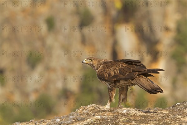 Bonelli's Eagle