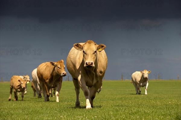 Domestic cattle