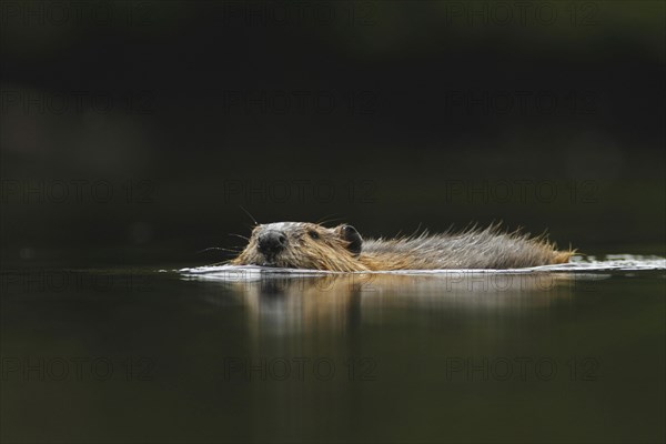 American Beaver