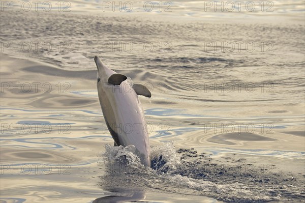 Short-beaked Common Dolphin