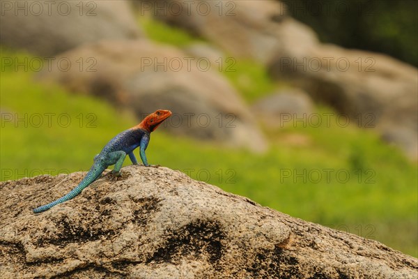 Rock Agama