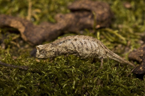Madagascar ground chameleon