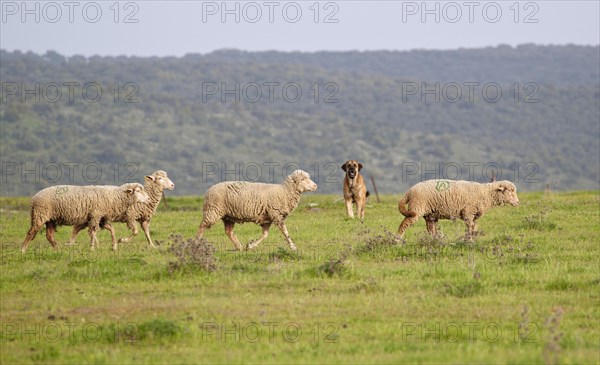 Domestic sheep