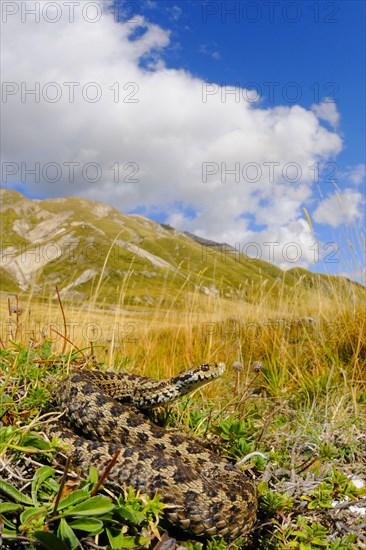 Orsini's Viper