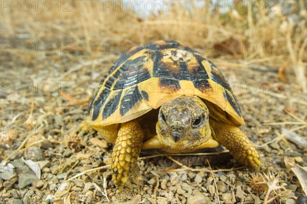 Greek tortoise