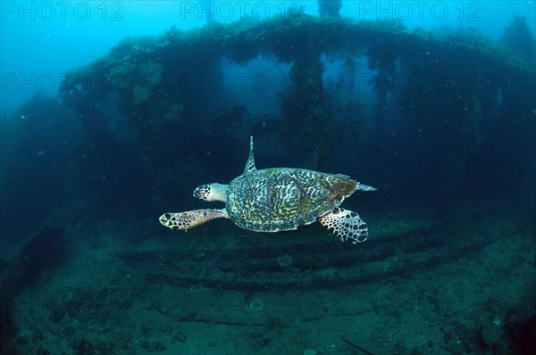 Loggerhead Turtle