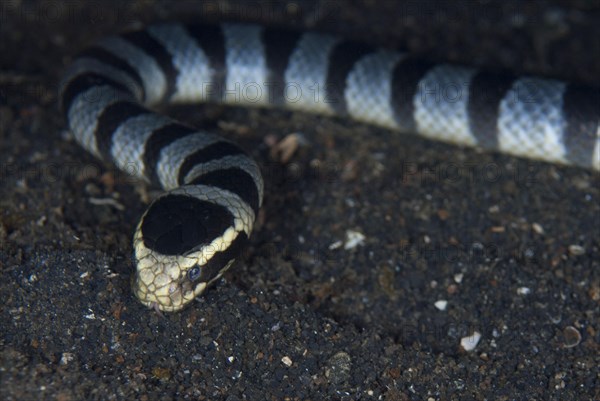 Adder flat-tail