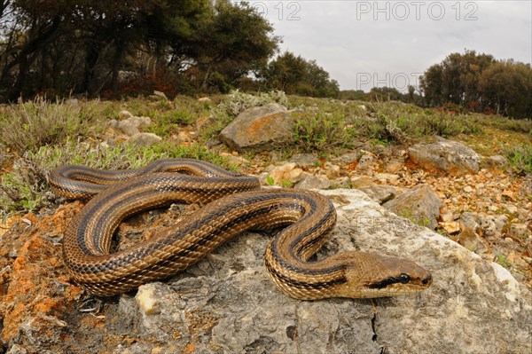 Four-lined Snake