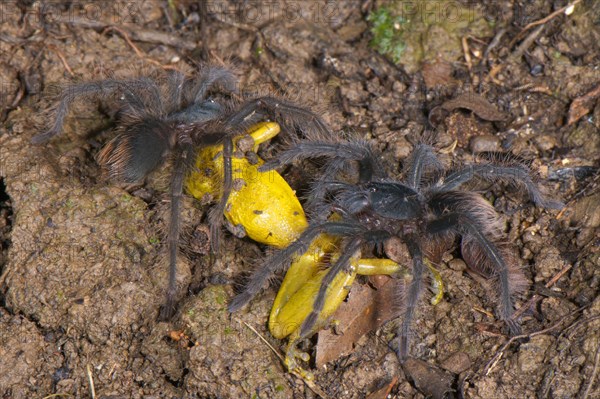 Peruvian tarantula