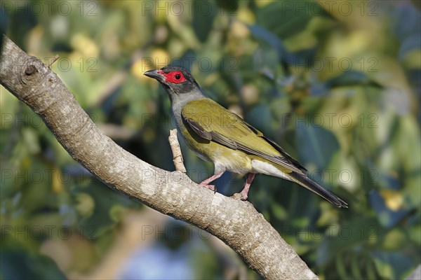 Timor fig oriole