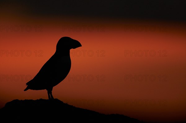 Atlantic Puffin