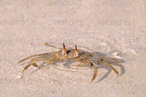 Horned Ghost Crab