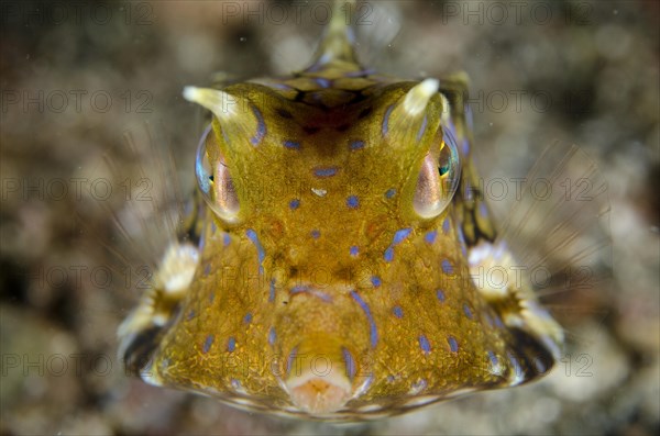 Thorny cowfish