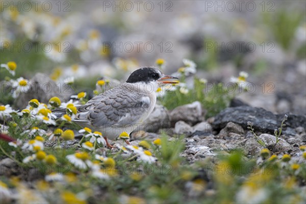 Arctic tern