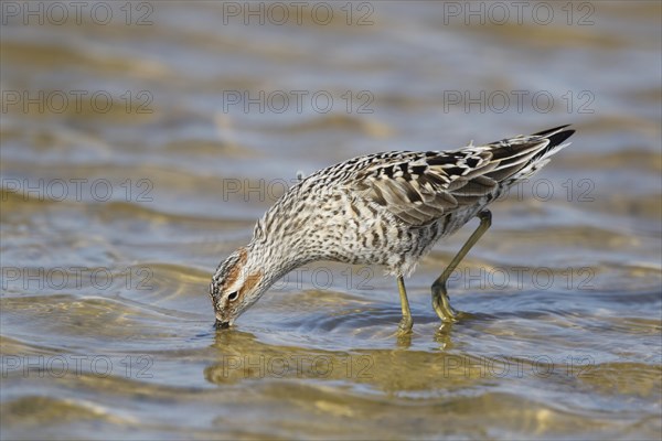 Stilt Sandpiper