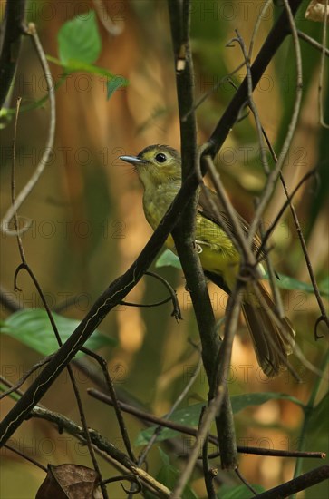 Hairy-backed Bulbul